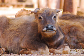 Fototapeta premium several young buffaloes lives in the reserve