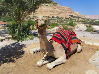 a tired camel rests under the scorching sun