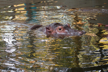 close-up of hippo head in water in zoo