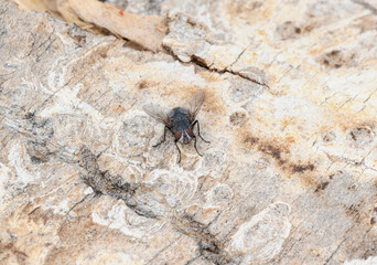 Bluebottle Fly (Genus Calliphora) on a Tree Trunk in Colorado