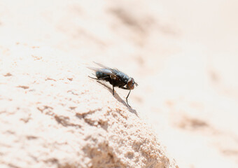 Bluebottle Fly (Genus Calliphora) Perched On A Rock In Colorado