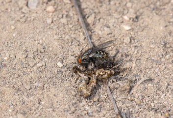 A Botfly (Wohlfahrtia vigil) in Colorado on a Dry; Dusty Day