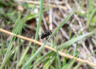 Bristle Fly (Family Tachinidae) Perched On Grass Blade In Colorado