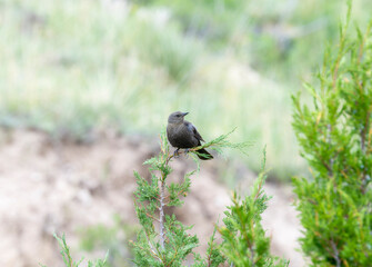 Brewer's Blackbird (Euphagus cyanocephalus) Perched on a Branch in Colorado