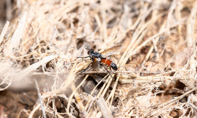 A Bristle Fly (Cylindromyia intermedi) In Colorado's Dry Grasslands