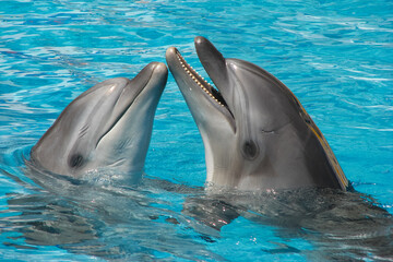 Graceful dolphins frolicking in captivity, a fascinating exhibition in the pool
