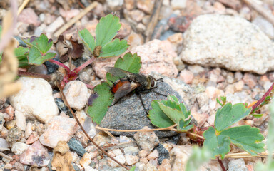 Bristle Fly (Family Tachinidae) Resting On A Rock In Colorado