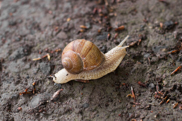 close-up of a snail crawling on the ground