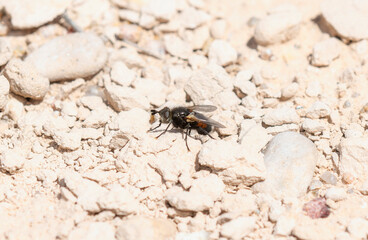Bristle Fly (Family Tachinidae) On Rocky Ground In Colorado