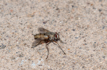 Bristle Fly (Family Tachinidae) Resting On Concrete In Colorado
