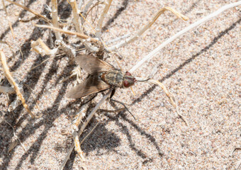 Bristle Fly (Family Tachinidae) Perched on Dried Stems in Colorado