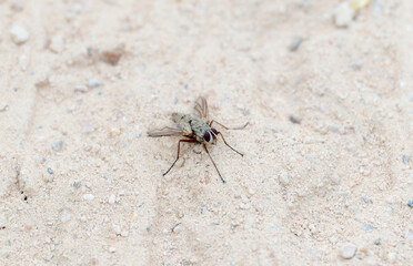 Bristle Fly of the Tribe Dexiini in Colorado