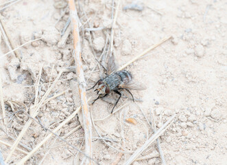 A Close-Up View of a Bristle Fly (Family Tachinidae) in Colorado