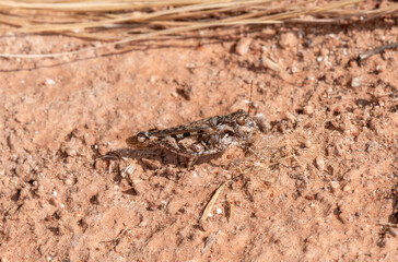 Brown Spotted Range Grasshopper (Psoloessa delicatula) on brown soil in Colorado