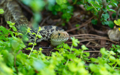 Bullsnake (catenifer ssp. sayi) in Colorado Green Undergrowth