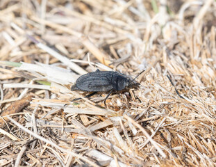 A Black Carrion Beetle (Family Silphidae) Crawling Through Dried Wood in Colorado