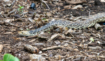 Bullsnake (catenifer ssp. sayi) Slithering Through Colorado Forest Undergrowth