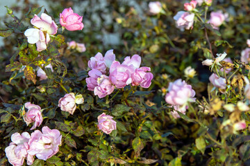 close up selective photo of pink color flowers and green leaves in the garden