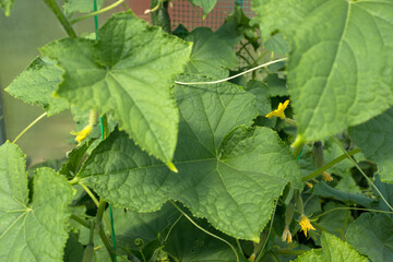 Green cucumbers grow in greenhouse, close-up. Cucumber plant for publication, design, poster, calendar, post, screensaver, wallpaper, postcard, banner, cover, website. High quality photo
