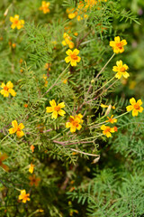 Signet marigold flowers