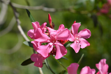 Common oleander flowers