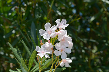 Common oleander pale pink flowers