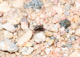 A Blow Fly (Superfamily Oestroidea) Resting on Gravel in Colorado