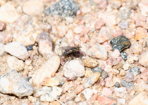 A Blow Fly (Superfamily Oestroidea) Resting on Gravel in Colorado