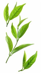 Fototapeta premium A white background with green tea leaves floating and swirling in the air