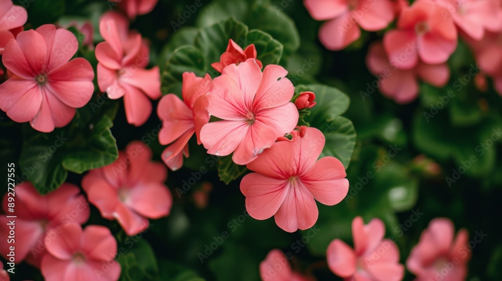 Poster Cluster of vibrant pink flowers in full bloom, with lush green leaves as a backdrop