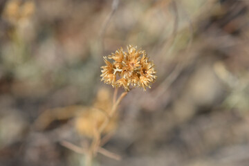 Italian everlasting seed head