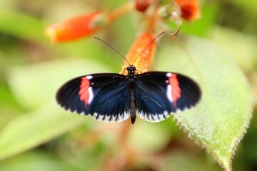 Portrait of beautiful butterfly on a plant