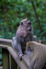 macaque sitting on the ground