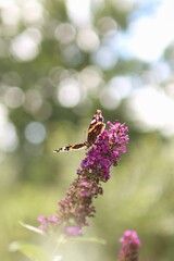 Portrait of beautiful butterfly on a plant