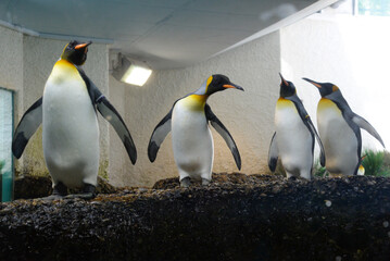 Obraz premium a group of penguins in a zoo in captivity in an artificial environment