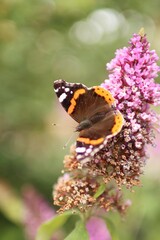 Portrait of beautiful butterfly on a plant