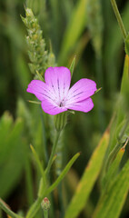 Fototapeta premium The poisonous weed Agrostemma githago grows among cereal crops