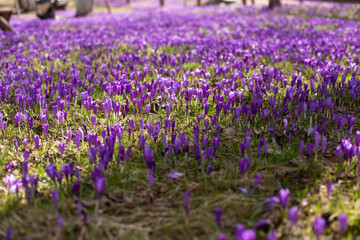 Naklejka premium close up of beautiful crocus flowers on the field