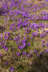 Obraz premium close up of beautiful crocus flowers on the field