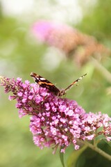Portrait of beautiful butterfly on a plant