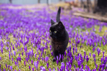 close-up of a black cat in a field among purple crocuses