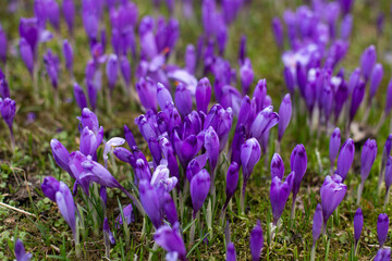 Obraz premium close up of beautiful crocus flowers on the field