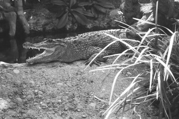 beautiful photo of a large crocodile in the zoo