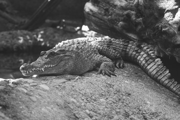beautiful photo of a large crocodile in the zoo