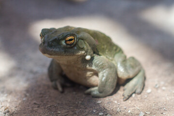 close-up of an adult green frog Colorado toad