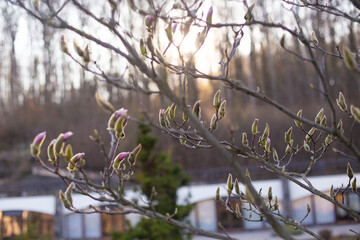 close up of beautiful pink magnolia flowers in the garden