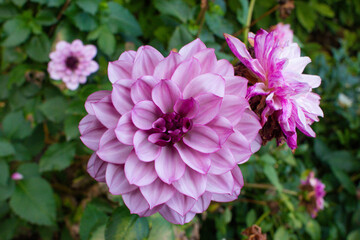 close up of a beautiful Dahlias flower in the garden