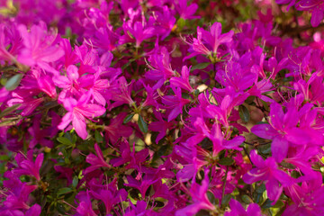 close-up of a beautiful pink Japanese rhododendron pink flower in the garden
