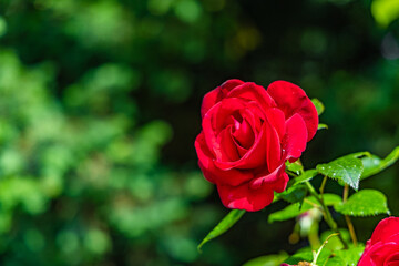 A red rose is the main focus of the image, with its petals and stem visible