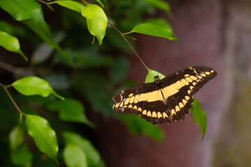 beautiful colorful butterfly in the garden on a flower